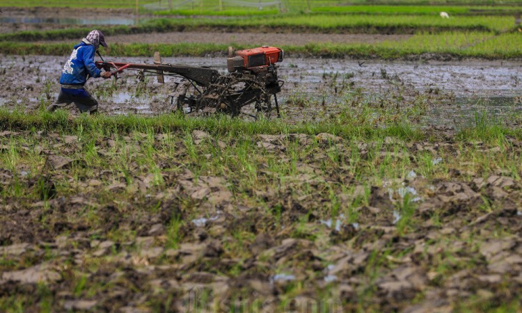 Pemerintah Naikan Harga HPP Gabah Kering Panen dan Jagung Pakan di Tingkat Petani