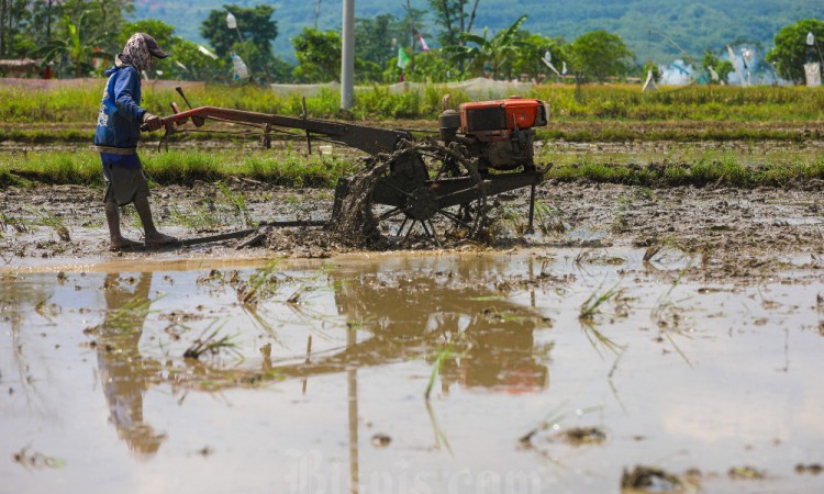 Pemerintah Naikan Harga HPP Gabah Kering Panen dan Jagung Pakan di Tingkat Petani