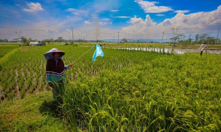 Pemerintah Naikan Harga HPP Gabah Kering Panen dan Jagung Pakan di Tingkat Petani