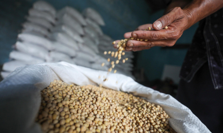 Harga Kedelai Biji Kering Impor di Tingkat Pedagang Grosir Naik