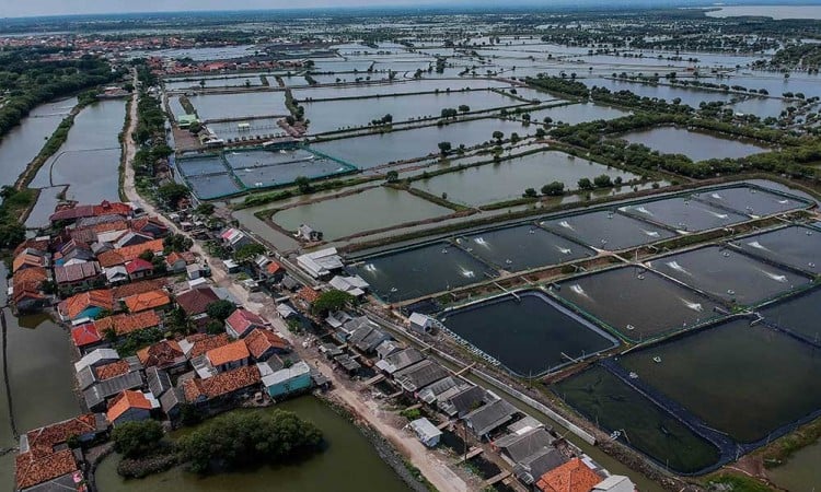 KKP Akan Merevitalisasi Tambak Seluas 78.550 Hektare di Kawasan Pantai Utara (Pantura)