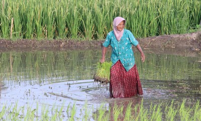 Peningkatan Jumlah Tenaga Kerja Sektor Pertanian