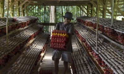 Populasi Ayam Petelur Di Ciamis