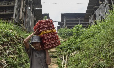 Populasi Ayam Petelur Di Ciamis