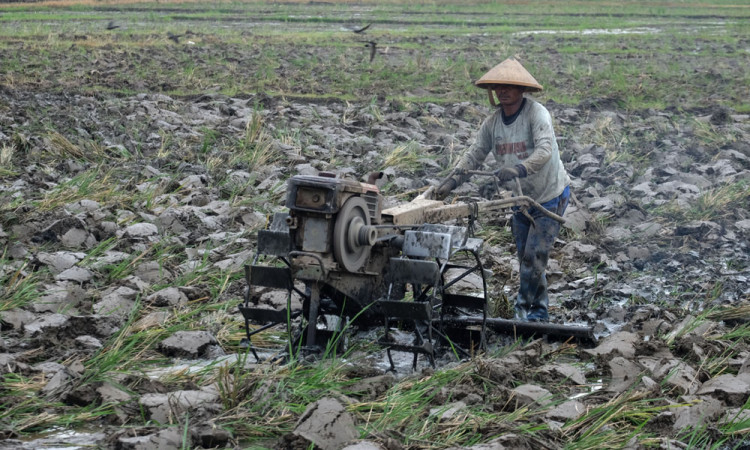 Target Produksi Padi Nasional