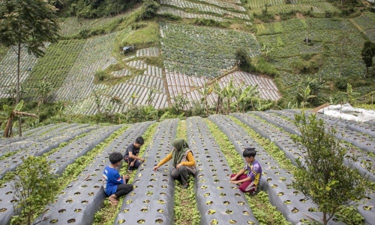 Program Big Farmer Di Desa Wisata Kertawangi