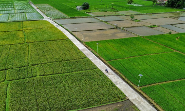 Pemanfaatan Dana Desa Untuk Pembangunan Infrastruktur Pertanian