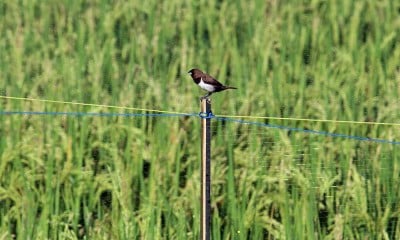 Serangan Hama Burung Pipit Resahkan Petani Padi di Kediri