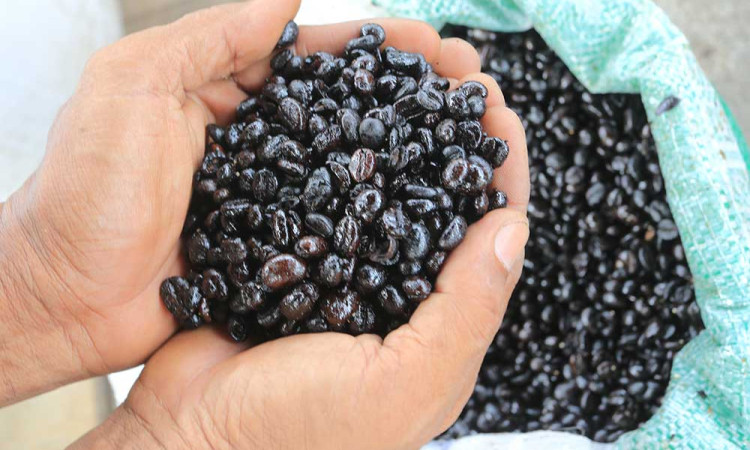 Melihat Produksi Bubuk Kopi Secara Tradisional di Aceh