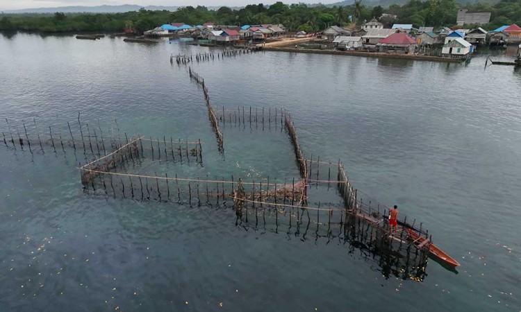 Begini Cara Menagkap Ikan Nelayan Suku Bajo Dengan Perangkap