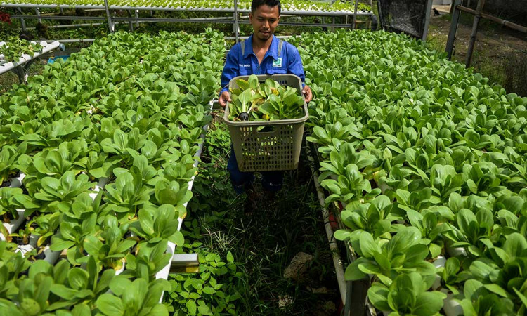 Penyaluran KUR Pada Sektor Produktif Seperti Pertanian dan Perikanan Baru Tersalurkan 57,81% atau Rp163,28 Triliun