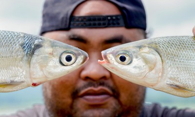 Musim Panen Ikan Air Tawar Di Waduk Karangkates