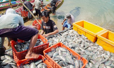 Musim Panen Ikan Air Tawar Di Waduk Karangkates