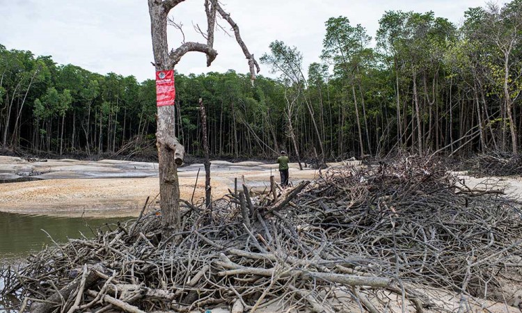 Kawasan Hutan Mangrove di Kepulauan Bangka Belitung Rusak Akibat Penambangan Biji Timah Ilegal