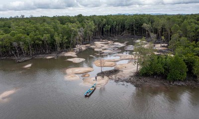 Kawasan Hutan Mangrove di Kepulauan Bangka Belitung Rusak Akibat Penambangan Biji Timah Ilegal