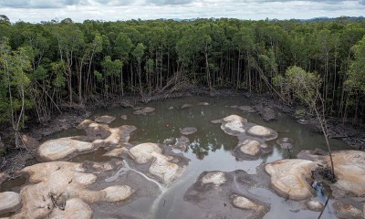 Kawasan Hutan Mangrove di Kepulauan Bangka Belitung Rusak Akibat Penambangan Biji Timah Ilegal