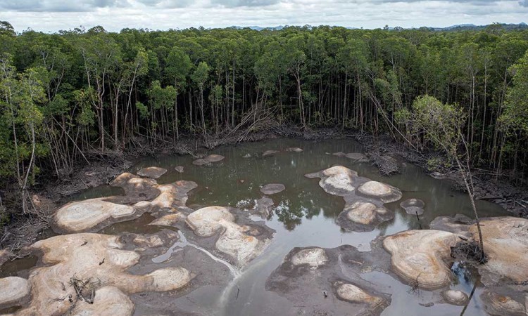 Kawasan Hutan Mangrove di Kepulauan Bangka Belitung Rusak Akibat Penambangan Biji Timah Ilegal