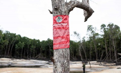 Kawasan Hutan Mangrove di Kepulauan Bangka Belitung Rusak Akibat Penambangan Biji Timah Ilegal