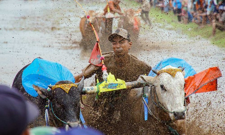 Kemeriahan Tradisi Karapan Sapi Brujul di Probolinggo Jawa Timur