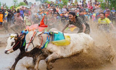 Kemeriahan Tradisi Karapan Sapi Brujul di Probolinggo Jawa Timur