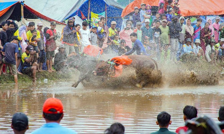 Kemeriahan Tradisi Karapan Sapi Brujul di Probolinggo Jawa Timur