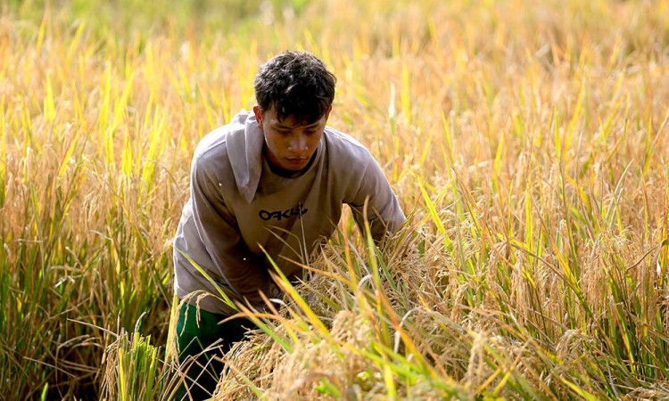 Nilai Tukar Petani (NTP) Secara Nasional Naik 0,73%