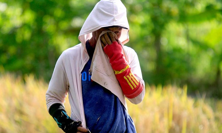 Nilai Tukar Petani (NTP) Secara Nasional Naik 0,73%