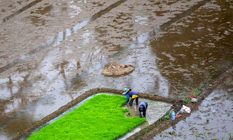 Potensi Produksi Beras Sepanjang Januari-Maret 2025 Mencapai 8,67 Juta Ton