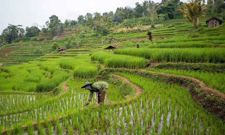 Potensi Produksi Beras Sepanjang Januari-Maret 2025 Mencapai 8,67 Juta Ton
