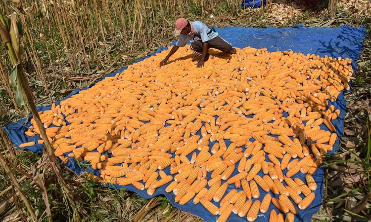 BPS Mencatat Potensi Produksi Jagung Pipilan Kering Pada Januari-Maret 2025 Mencapai 4,81 Juta Ton