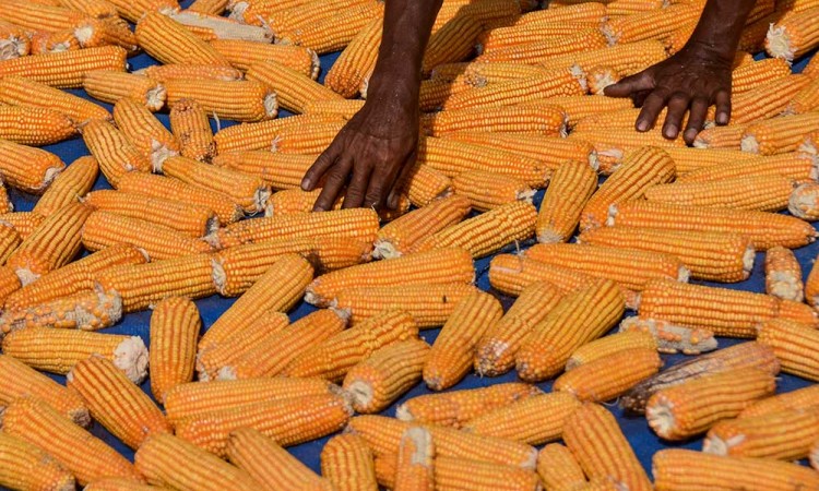 BPS Mencatat Potensi Produksi Jagung Pipilan Kering Pada Januari-Maret 2025 Mencapai 4,81 Juta Ton