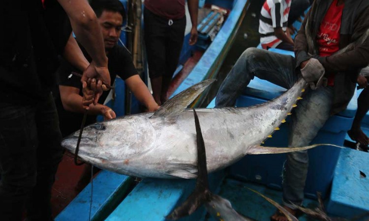 Ikan Tuna Hasil Tangkapan Nelayan Aceh Diekspor ke Sejumlah Negara