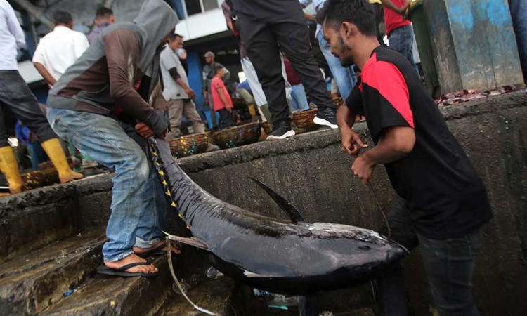 Ikan Tuna Hasil Tangkapan Nelayan Aceh Diekspor ke Sejumlah Negara