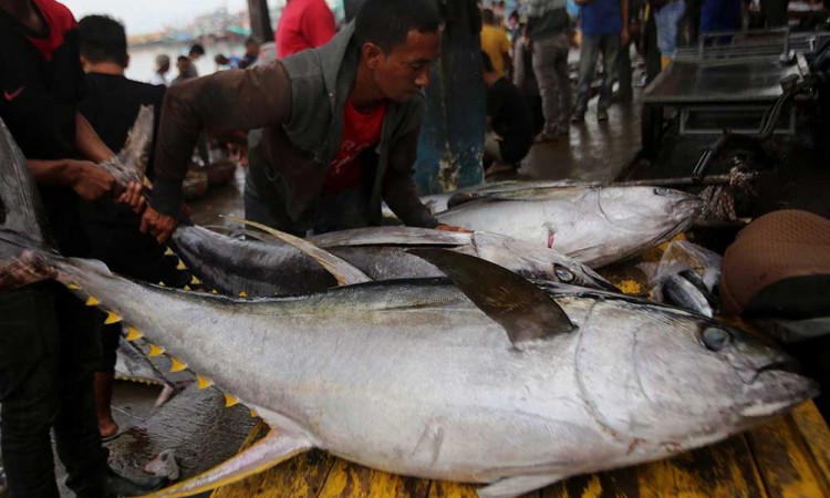 Ikan Tuna Hasil Tangkapan Nelayan Aceh Diekspor ke Sejumlah Negara