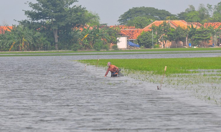 Ratusan Hektare Tanaman Padi Puso Akibat Banjir Di Kudus