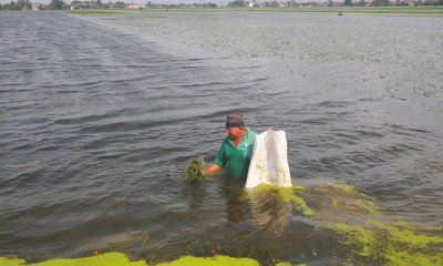 Ratusan Hektare Tanaman Padi Puso Akibat Banjir Di Kudus