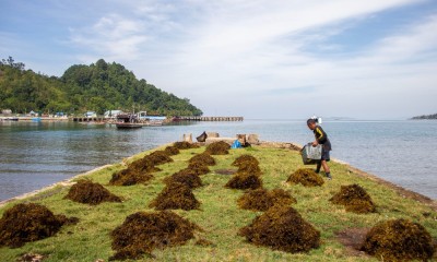 Warga Pesisir Selatan Panen Rumput Laut Sargassum