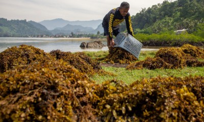 Warga Pesisir Selatan Panen Rumput Laut Sargassum