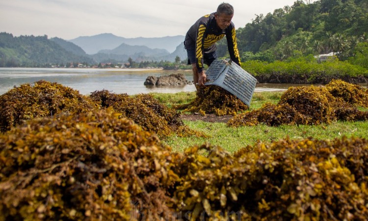 Warga Pesisir Selatan Panen Rumput Laut Sargassum