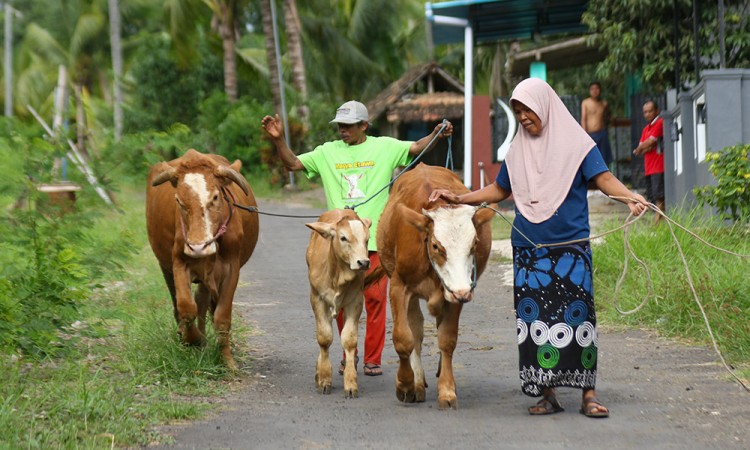 Vaksinasi PMK Di Banyuwangi