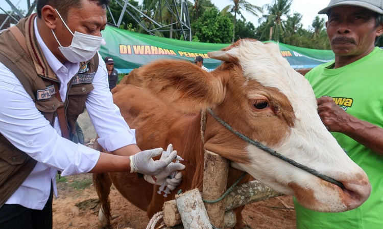 Vaksinasi PMK Di Banyuwangi