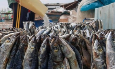 Pemanfaatan Ikan Cold Storage