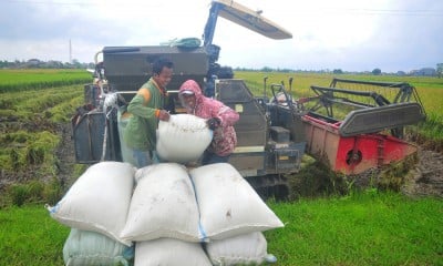 Bulog Serap Gabah Panen Perdana di Kudus