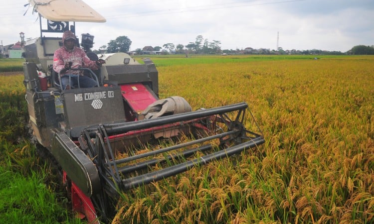 Bulog Serap Gabah Panen Perdana di Kudus