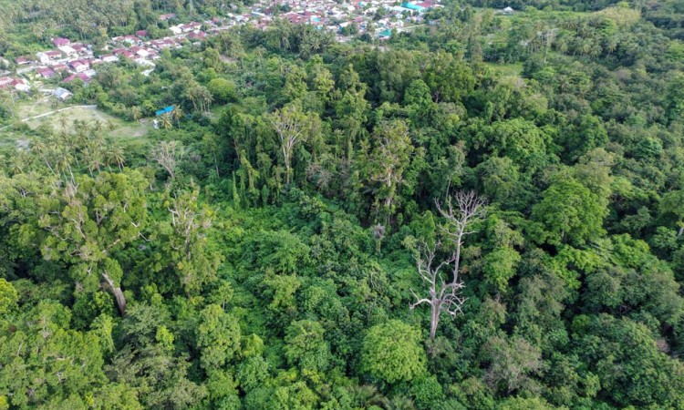 Perlindungan Alam Hutan Purba Ranjuri di Sigi