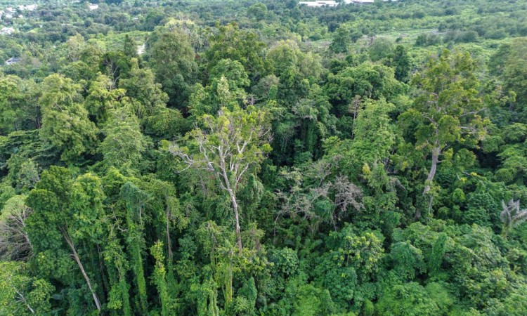 Perlindungan Alam Hutan Purba Ranjuri di Sigi