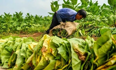 Petani Tembakau Minta Pemerintah Melilndungi Keberlangsungan Tembakau Sebagai Komoditas Strategis Nasional