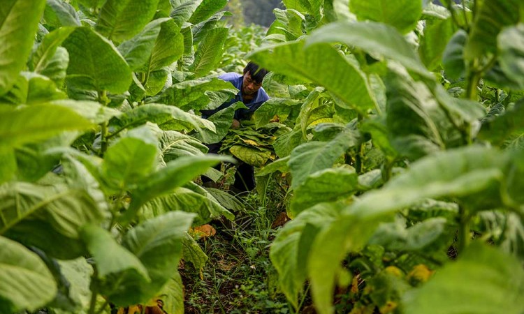 Petani Tembakau Minta Pemerintah Melilndungi Keberlangsungan Tembakau Sebagai Komoditas Strategis Nasional