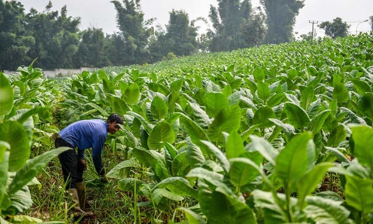 Petani Tembakau Minta Pemerintah Melilndungi Keberlangsungan Tembakau Sebagai Komoditas Strategis Nasional