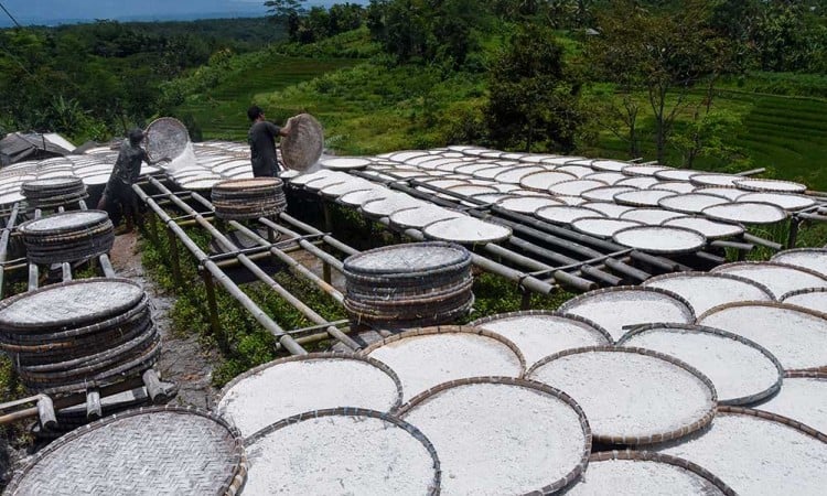 Lindungi Petani, Kementan Tetapkan Harga Pembelian Singkong Untuk Industri Tepung Nasional